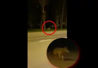 Wilk biegał po osiedlu w centrum miasta - zdjęcie główne