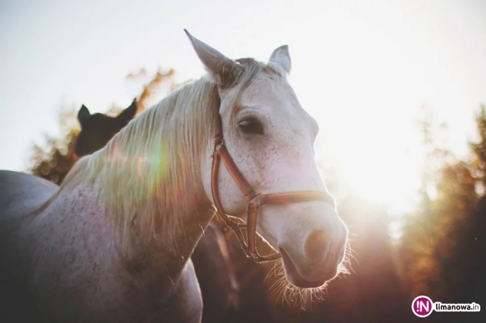 III edycja Konkursu Fotograficznego „W 365 dni dookoła Gminy Limanowa” - znamy laureatów - zdjęcie 2