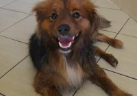 Szukamy właściciela lub opiekuna dla psów - zdjęcie główne