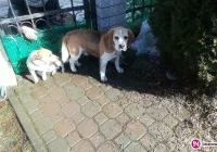 Szukamy właściciela psa - zdjęcie główne