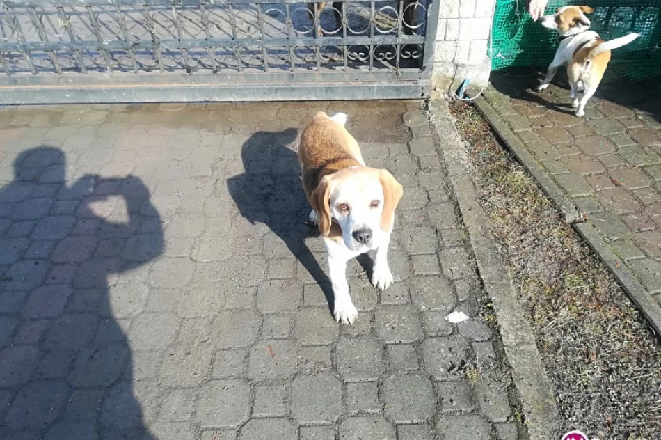 Szukamy właściciela psa - zdjęcie 2