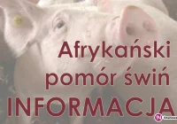 Informacja Powiatowego Lekarza Weterynarii dla hodowców trzody chlewnej - zdjęcie główne