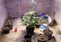 41-latek hodował marihuanę w piwnicy - zdjęcie główne