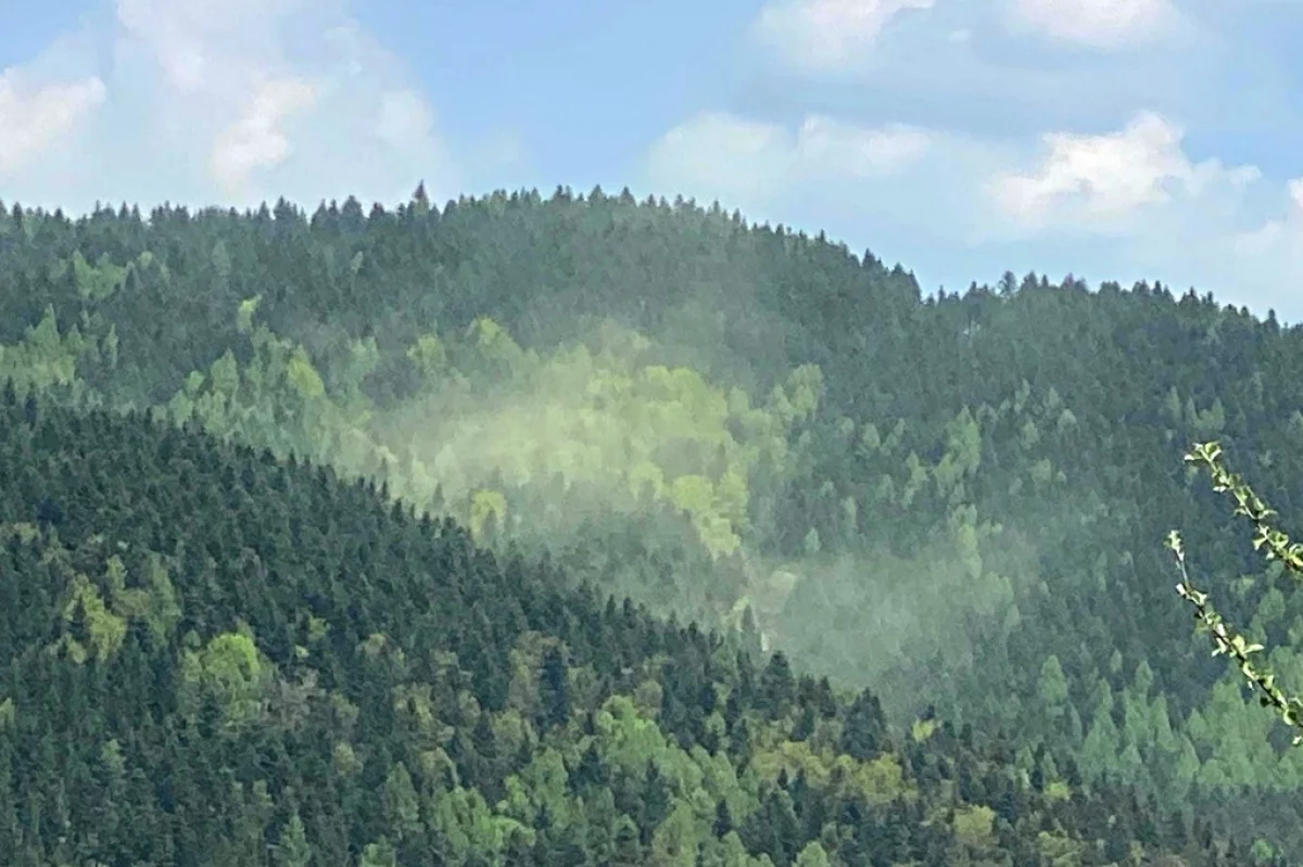 Chmury pyłków nad lasami