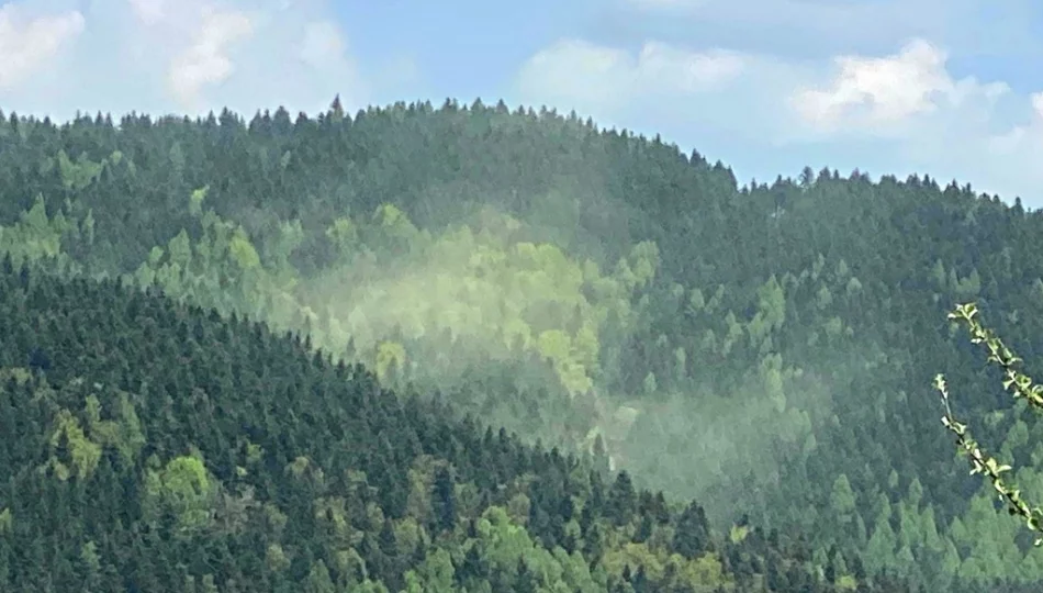 Chmury pyłków nad lasami - zdjęcie 1