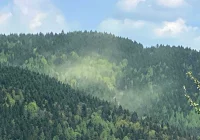 Chmury pyłków nad lasami - zdjęcie główne