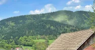 Chmury pyłków nad lasami - zdjęcie 2