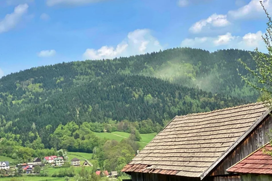 Chmury pyłków nad lasami - zdjęcie 2