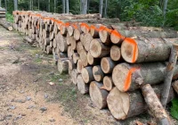 Utrudnienia pod Mogielicą - prace na leśnych drogach - zdjęcie główne