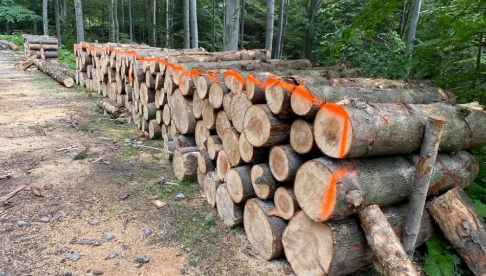 Nadleśnictwo pozyskuje drewno - wprowadzono tymczasowy szlak - zdjęcie 1