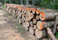 ​Utrudnienia na szlaku – trwają prace leśne - zdjęcie główne