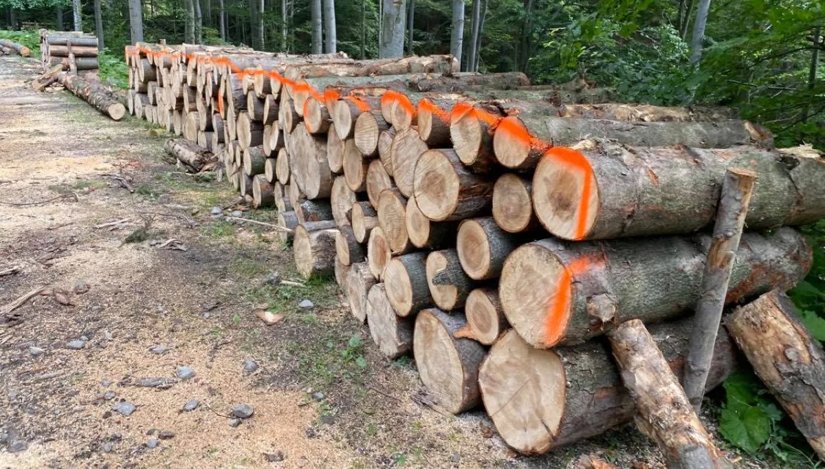​Utrudnienia na szlaku – trwają prace leśne