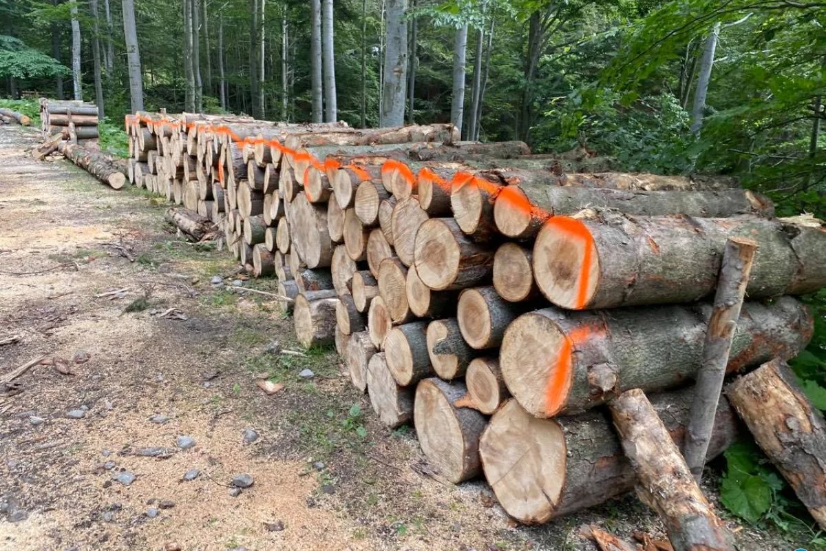 Nadleśnictwo pozyskuje drewno - wprowadzono tymczasowy szlak