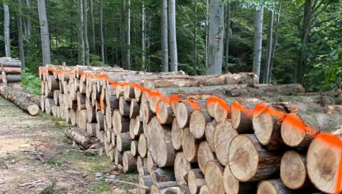 Ceny drewna w nadleśnictwie idą w dół
