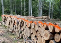 Nowy cennik nadleśnictwa - ceny w dół, niektóre o 20% - zdjęcie główne