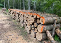 Nadleśnictwo pozyskuje drewno - wprowadzono tymczasowy szlak - zdjęcie główne