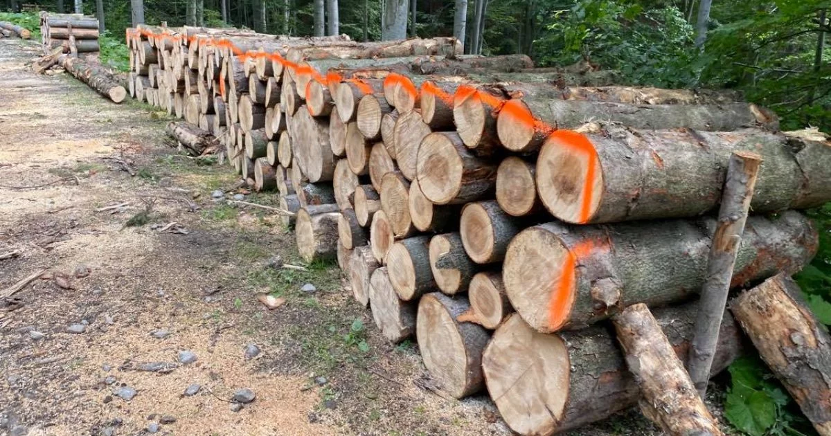 ​Utrudnienia na szlaku – realizowane są prace leśne