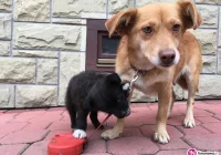 Szukamy właściciela lub opiekuna dla psów - zdjęcie główne