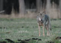 Samotny, chory wilk zaatakował psa? Sprawa zgłoszona do RDOŚ - zdjęcie główne