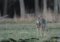 Spotkania z wilkiem w miejscowościach powiatu - ekolog wyjaśnia - zdjęcie główne