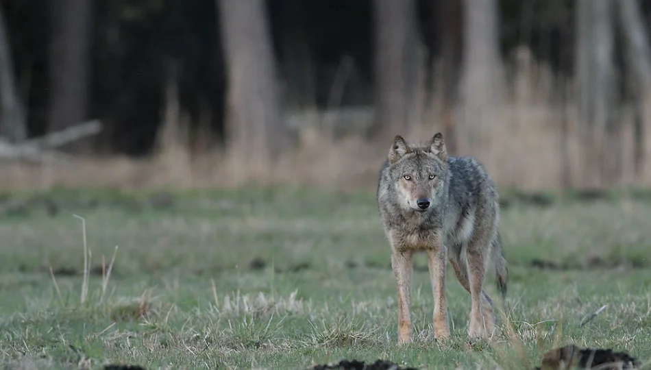Spotkania z wilkiem w miejscowościach powiatu - ekolog wyjaśnia - zdjęcie 1