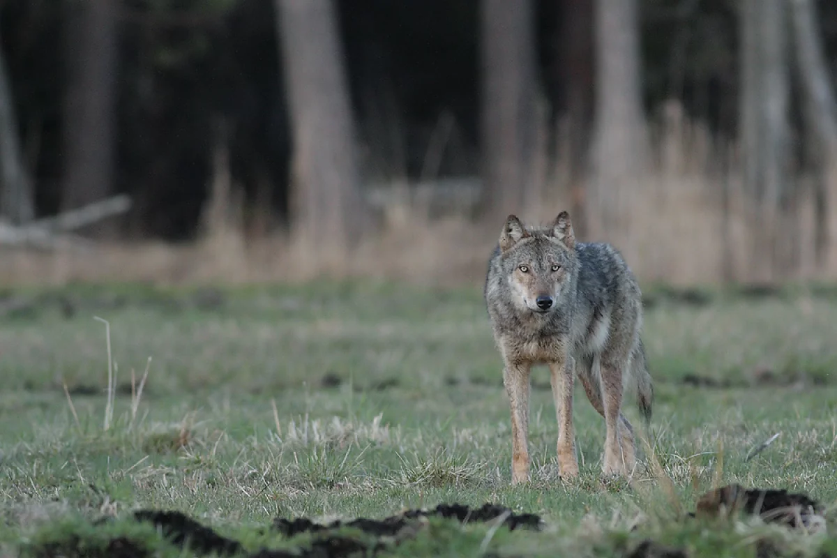 Spotkania z wilkiem w miejscowościach powiatu - ekolog wyjaśnia