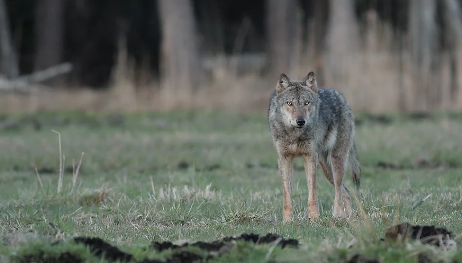 Samotny, chory wilk zaatakował psa? Sprawa zgłoszona do RDOŚ - zdjęcie 1