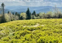 Prognoza pogody na kolejne dni - w czwartek nawet 27 st. C - zdjęcie główne
