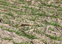 Od siedmiu lat mamy permanentną suszę - zdjęcie główne