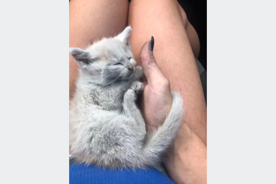 Akcja uczniów Szkoły Podstawowej Nr 1 w Starej Wsi „Stop pustym miskom – wspomóż schronisko” - zdjęcie 2