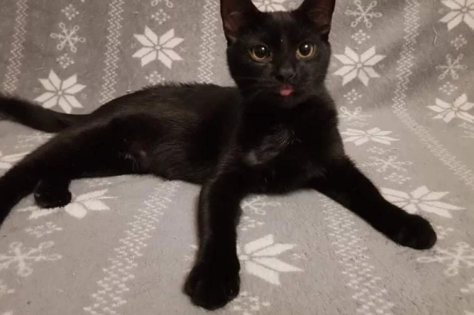 Akcja uczniów Szkoły Podstawowej Nr 1 w Starej Wsi „Stop pustym miskom – wspomóż schronisko” - zdjęcie 3