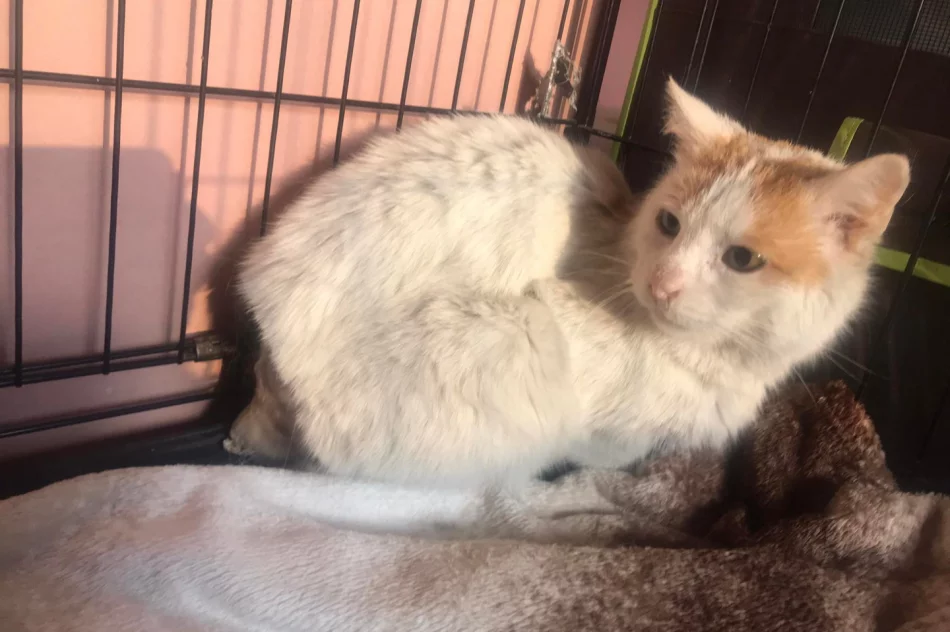 Akcja uczniów Szkoły Podstawowej Nr 1 w Starej Wsi „Stop pustym miskom – wspomóż schronisko” - zdjęcie 4