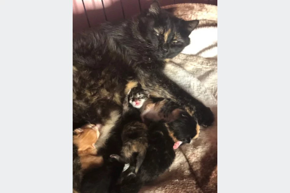 Akcja uczniów Szkoły Podstawowej Nr 1 w Starej Wsi „Stop pustym miskom – wspomóż schronisko” - zdjęcie 5