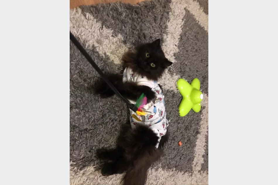 Akcja uczniów Szkoły Podstawowej Nr 1 w Starej Wsi „Stop pustym miskom – wspomóż schronisko” - zdjęcie 7