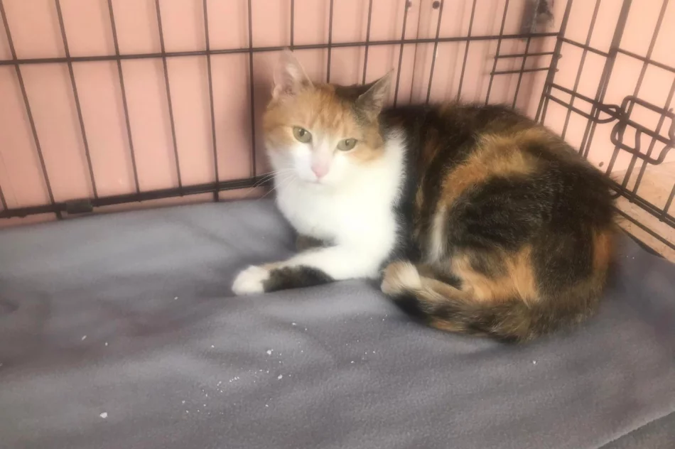 Akcja uczniów Szkoły Podstawowej Nr 1 w Starej Wsi „Stop pustym miskom – wspomóż schronisko” - zdjęcie 9