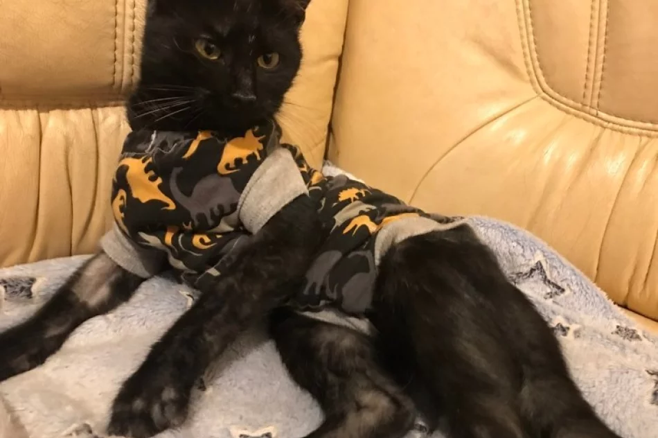 Akcja uczniów Szkoły Podstawowej Nr 1 w Starej Wsi „Stop pustym miskom – wspomóż schronisko” - zdjęcie 10