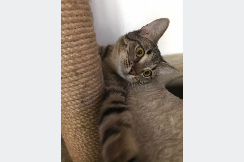 Akcja uczniów Szkoły Podstawowej Nr 1 w Starej Wsi „Stop pustym miskom – wspomóż schronisko” - zdjęcie 11