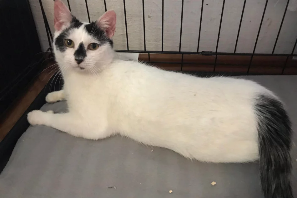 Akcja uczniów Szkoły Podstawowej Nr 1 w Starej Wsi „Stop pustym miskom – wspomóż schronisko” - zdjęcie 12