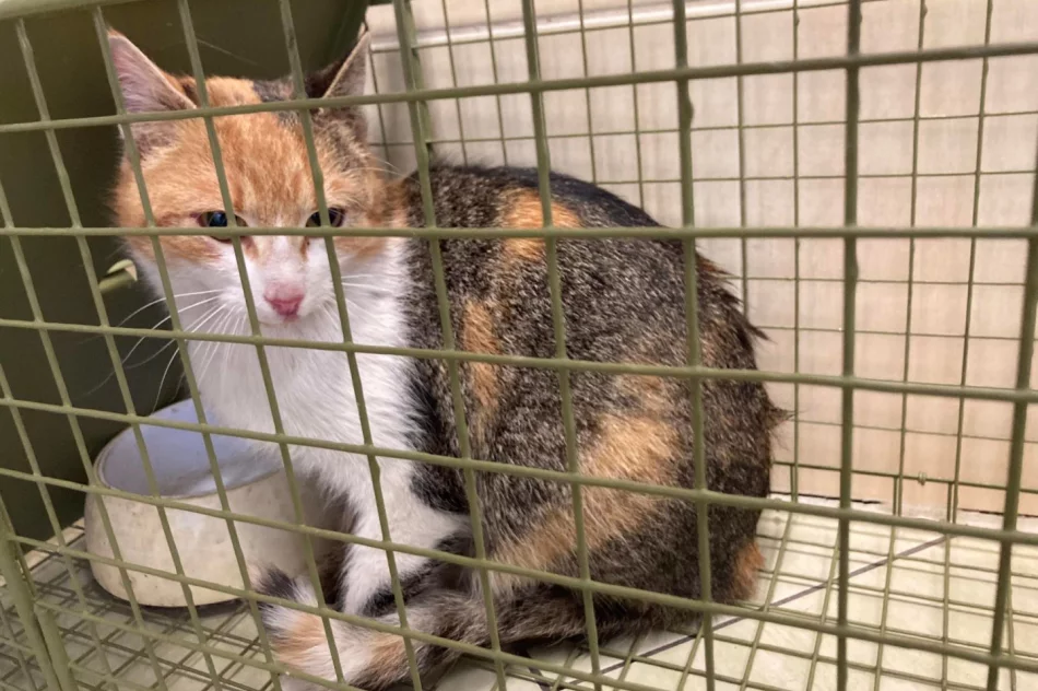 Akcja uczniów Szkoły Podstawowej Nr 1 w Starej Wsi „Stop pustym miskom – wspomóż schronisko” - zdjęcie 13