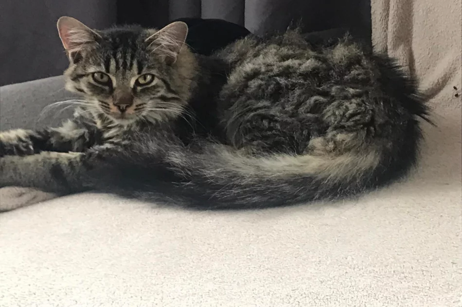 Akcja uczniów Szkoły Podstawowej Nr 1 w Starej Wsi „Stop pustym miskom – wspomóż schronisko” - zdjęcie 14