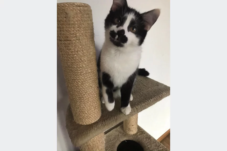 Akcja uczniów Szkoły Podstawowej Nr 1 w Starej Wsi „Stop pustym miskom – wspomóż schronisko” - zdjęcie 15