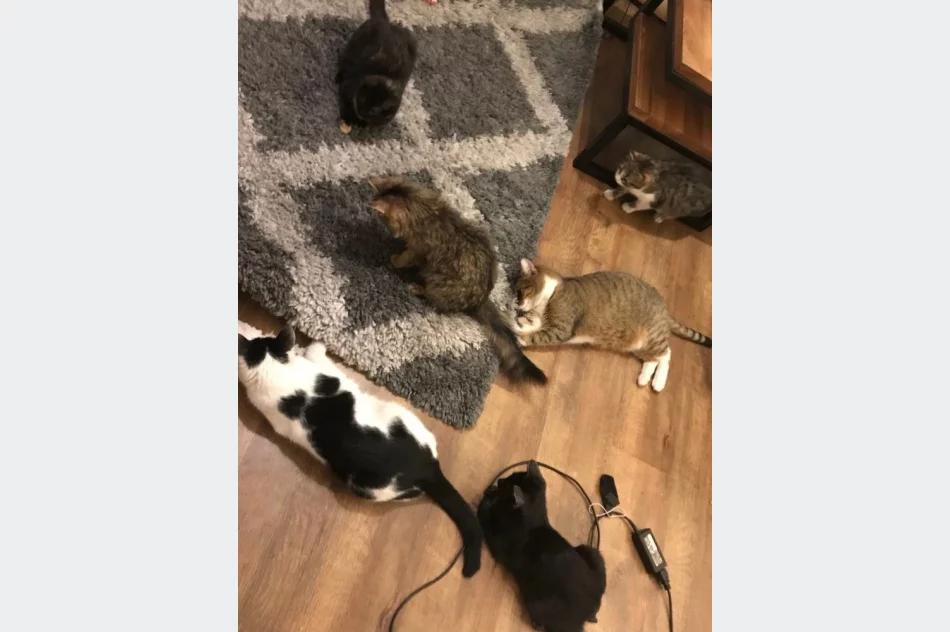 Akcja uczniów Szkoły Podstawowej Nr 1 w Starej Wsi „Stop pustym miskom – wspomóż schronisko” - zdjęcie 16