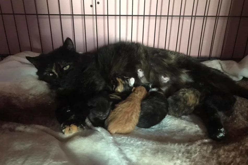 Akcja uczniów Szkoły Podstawowej Nr 1 w Starej Wsi „Stop pustym miskom – wspomóż schronisko” - zdjęcie 17