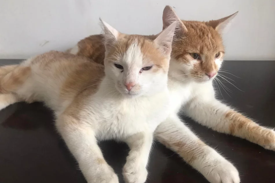 Akcja uczniów Szkoły Podstawowej Nr 1 w Starej Wsi „Stop pustym miskom – wspomóż schronisko” - zdjęcie 18