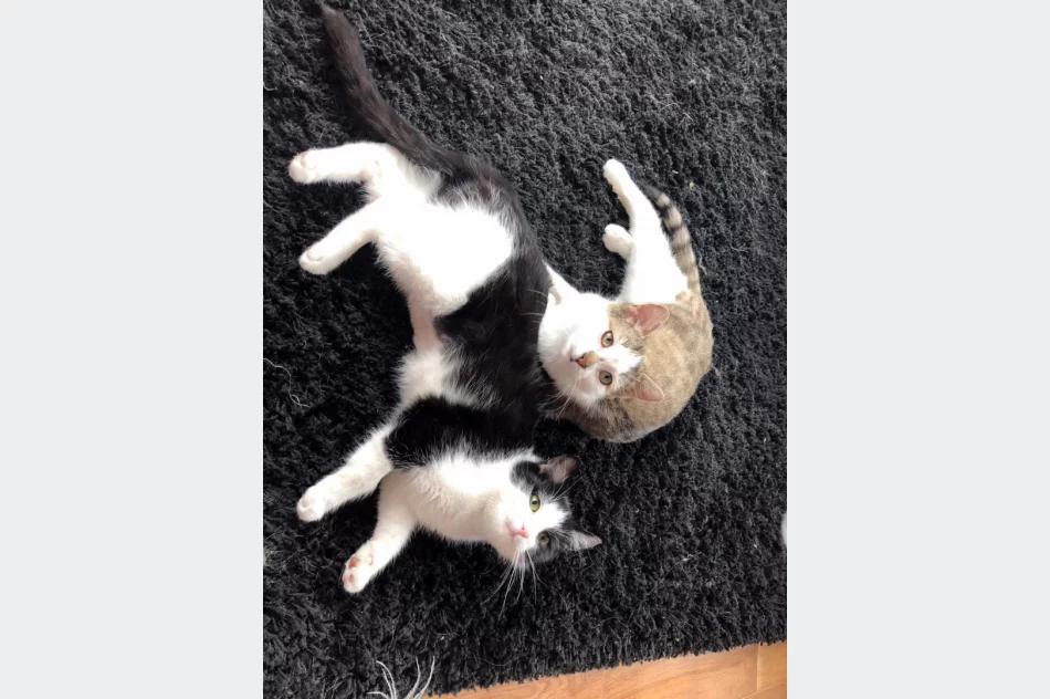 Akcja uczniów Szkoły Podstawowej Nr 1 w Starej Wsi „Stop pustym miskom – wspomóż schronisko” - zdjęcie 19