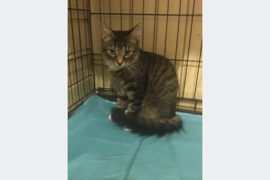 Akcja uczniów Szkoły Podstawowej Nr 1 w Starej Wsi „Stop pustym miskom – wspomóż schronisko” - zdjęcie 20