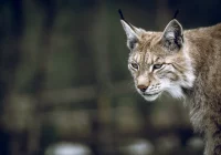 Uaktywnił się drapieżnik - dwa ataki rysia - zdjęcie główne