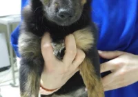 Szukamy właściciela lub opiekuna dla psa - zdjęcie główne