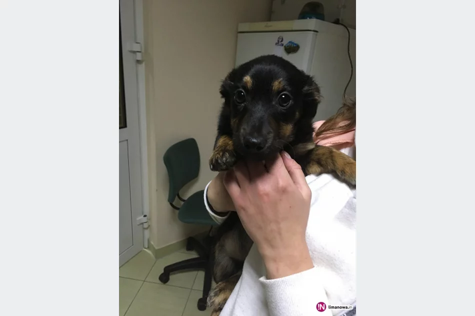 Szukamy właściciela lub opiekuna dla psa - zdjęcie 2