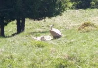 Ornitologiczna sensacja w regionie - sfotografowano sępa płowego - zdjęcie główne